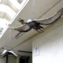 Piers’ Cranes flying under Embassy Court